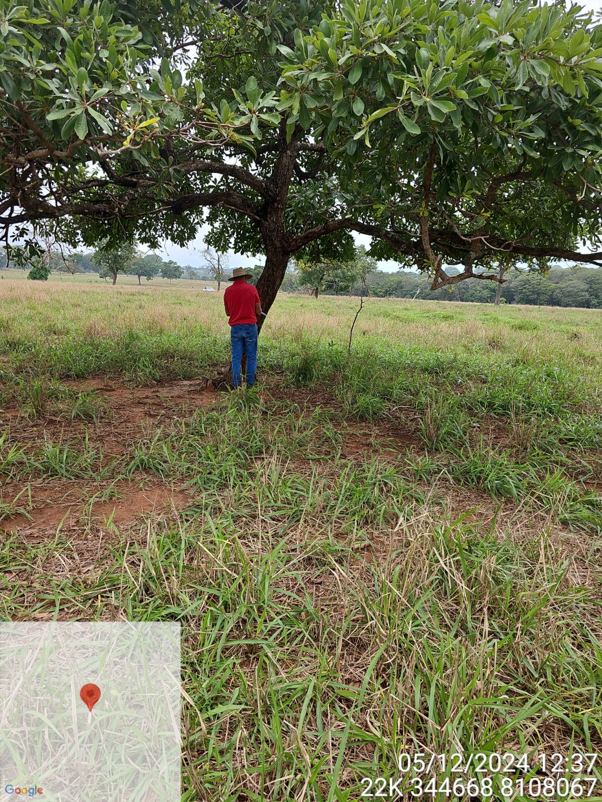 Inventário Florestal - 500 hectares Goiás